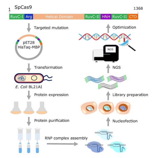 High fidelity Cas9 protein engineering workflow.