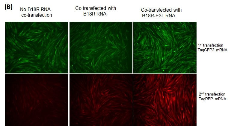 B18R-E3L or B18R RNA for mRNA transfection. (A) BJ human foreskin fibroblasts were co-transfected with TagGFP2 mRNA and B18R RNA or B18R-E3L RNA.  (B) B18R or B18R-E3L RNA co-transfection enables repeated transfection of mRNA. BJ cells were transfected with TagGFP2 mRNA Plus/Minus B18R RNA or B18R-E3L RNA at 1st transfection (upper panel, 1st transfection). Next day, TagRFP mRNA was transfected into the same cells, and imaged for RFP expression one day after the transfection (bottom panel, 2nd transfection). The mRNAs for TagGFP2 and TagRFP were synthesized without modified nucleotides.