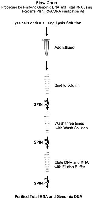 plant-rna-dna-purification-kit-flowchart