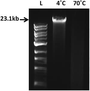 500ng human genomic DNA stored at 4 °C or thermally degraded at 70 °C for 20h was run on a 0.8% agarose. L: 1kb ladder (NEB).