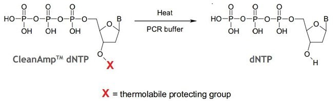 CleanAmp dNTP