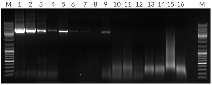 *Amplification of 4.5 kb fragment from 50 ng, 10 ng, 2 ng, and 400 pg of human genomic DNA per 25 μL reaction. Lanes: (M) Marker, (1 – 4) KAPA Long Range HotStart, (5 – 8) Competitor T, (13 – 16) Competitor R.