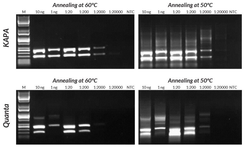 Compared to the Quanta Mouse Genotyping Kit, KAPA Mouse Genotyping Kits exhibit better sensitivity, yield, and specificity in multiplex PCR. Reactions were performed with annealing at either 50°C or 60°C to demonstrate the effect of using sub-optimal annealing temperatures in genotyping assays.