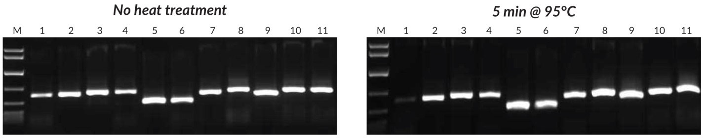 Crude sample PCR with the Tab c/d primer pair was performed on leaves and/or seeds from 8 plants, with 1 μL of crude extract prepared without heat treatment (left) or 1 μL of crude extract prepared with heat treatment (right).