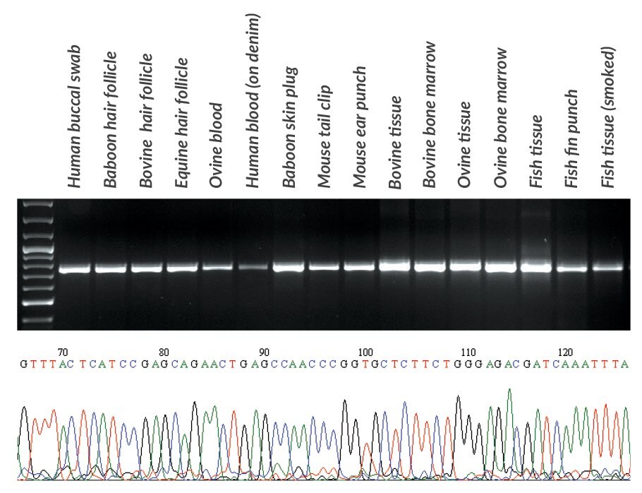 DNA was extracted with KAPA Express Extract from various samples obtained from mammals and fish.