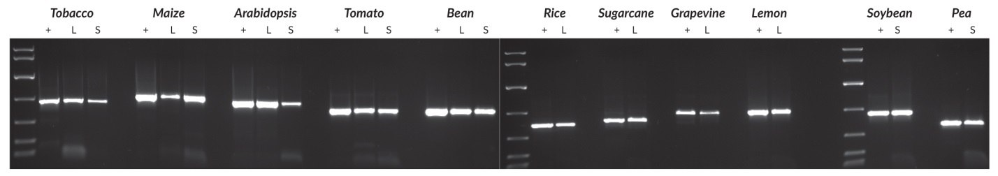 Plant genomic DNA was purified from all species using a commercial DNA purification kit. A Harris Uni-Core™ sampling tool (0.5 mm diameter) was used to sample leaves (all species) or seeds (all species except tobacco and Arabidopsis; for these, one crushed seed was used per reaction).