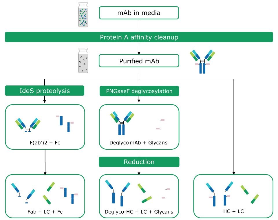 Antibody sample preparation by protein A affinity cleanup and chemical and proteolytic digestion options: Proteolysis with IdeS (formation of Fc and Fab fragments); PNGase F treatment (deglycosylation); chemical reduction (release of heavy and light chains). A combination of proteolysis and chemical reduction is also possible.