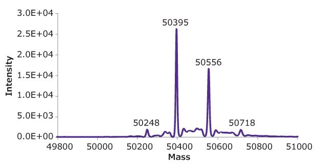 Deconvoluted mass spectra of heavy chain of reduced SigmaMAb™ reference.