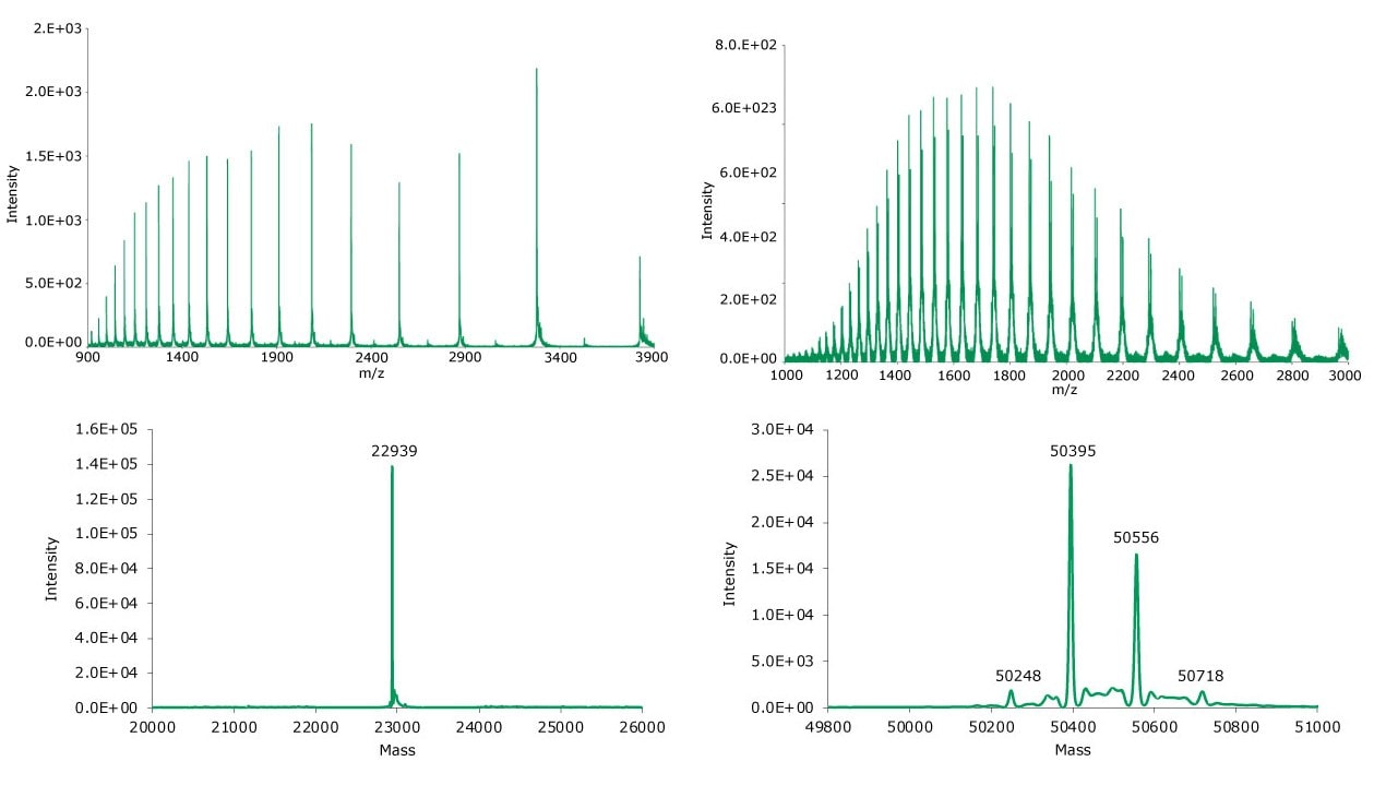 Summed (top) and deconvoluted (bottom) mass spectra of the light and heavy chains (left and right, respectively) of reduced SigmaMAb reference.