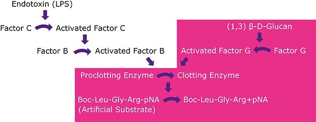 Concentration of Non-purified Raw Material