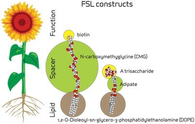 The generic procedure for the insertion of FSL constructs into biological membranes. 