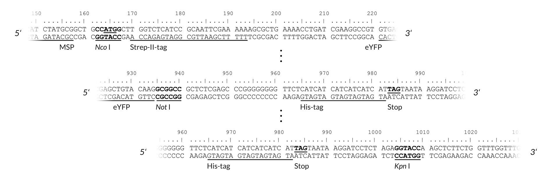 pALiCE02: View of the restriction sites of interest