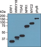 result-of-synthesizing-flag-fusion-protein