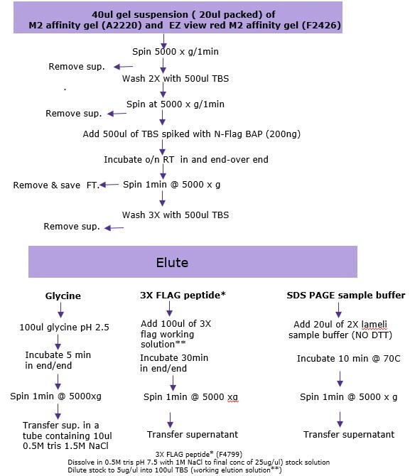 Immunoprecipitation-Summary