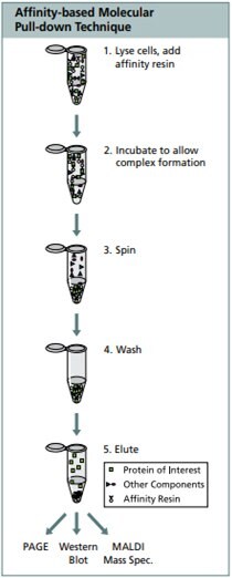 molecular pull down technique