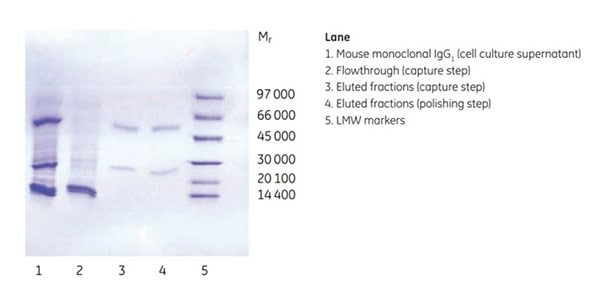 Purity analysis of mouse monoclonal IgG1 by SDS-PAGE, reducing conditions.