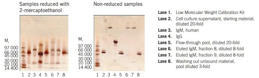 SDS-PAGE on PhastSystem, using PhastGel 4–15 with silver staining.