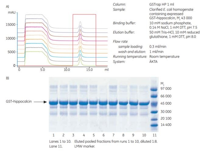 Confirmation of the stability of Glutathione Sepharose