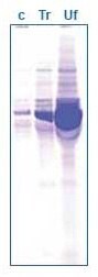 Purification of anti c-myc antibody using ultrafiltration.