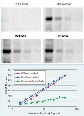 Upper panel shows activity comparison measured in a Western blot between Mab