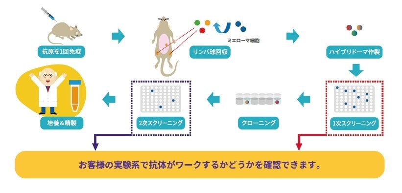 ラット・マウスモノクローナル抗体