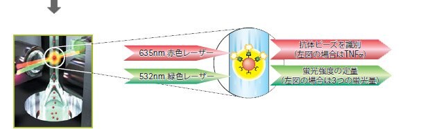 フローサイトメトリー技術を利用し、2種類のレーザーで標的タンパク質量とビーズ番号の測定を行います。