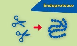 Endoprotease