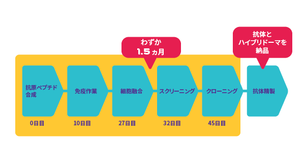 ラット／マウス・モノクローナル抗体