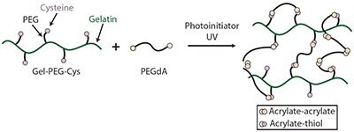 Gel-PEG-CysとPEGdAからなる堅牢で多用途性に優れたIPNプラットフォームの開発