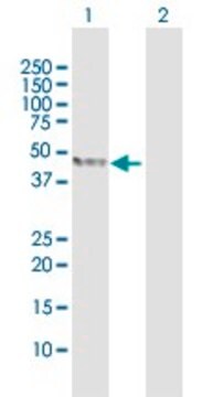 抗TDO2 ウサギ宿主抗体 purified immunoglobulin, buffered aqueous solution