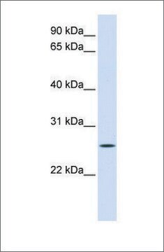 Anti-UNC50 antibody produced in rabbit affinity isolated antibody