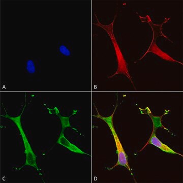 Monoclonal Anti-Snat1 - Hrp antibody produced in mouse clone S104-32, purified immunoglobulin