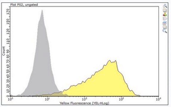 Anti-Muscle Satellite Cells Antibody, clone SM C-2.6 clone SM/C-2.6, from rat