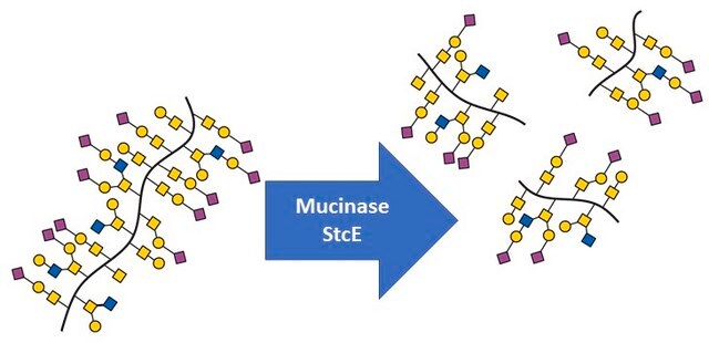 Mucynaza StcE mass spec suitable, from EHEC, recombinant, powder