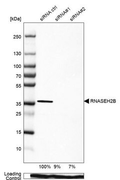 Anty-RNASEH2B Prestige Antibodies&#174; Powered by Atlas Antibodies, affinity isolated antibody