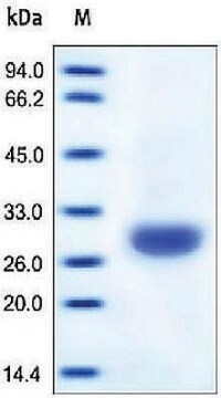 Anhydraza węglanowa 2/CA2 recombinant, expressed in HEK 293 cells, &#8805;95% (SDS-PAGE)