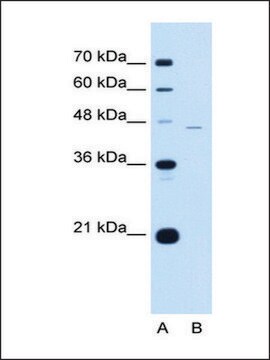 Anti-Siglec-9 antibody produced in rabbit affinity isolated antibody