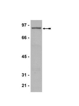 Anti-PRMT7 Antibody Upstate&#174;, from rabbit