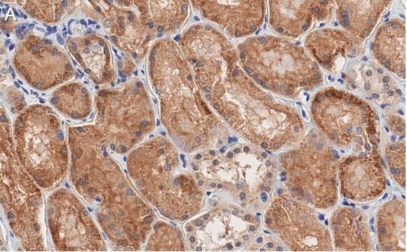 抗オクルディン（Occludin）抗体 クローン1C17 ZooMAb&#174;ウサギ・モノクローナル recombinant, expressed in HEK 293 cells