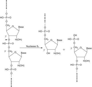 核酸酶 S1 来源于米曲霉 for single-strand DNA/RNA digestion