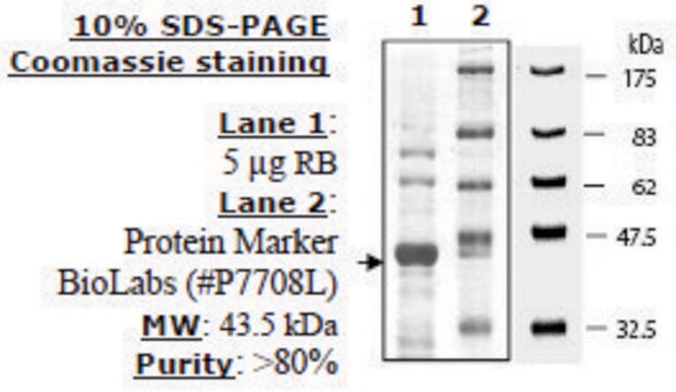 RB Active human recombinant, expressed in E. coli, &#8805;80% (SDS-PAGE)