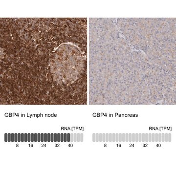 Anti-GBP4 antibody produced in rabbit Prestige Antibodies&#174; Powered by Atlas Antibodies, affinity isolated antibody, buffered aqueous glycerol solution