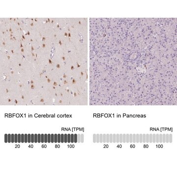 Anti-RBFOX1 antibody produced in rabbit Prestige Antibodies&#174; Powered by Atlas Antibodies, affinity isolated antibody, buffered aqueous glycerol solution