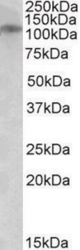 Anti-GRIN3B (C-terminal) antibody produced in goat affinity isolated antibody, buffered aqueous solution