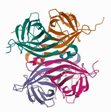 ストレプトアビジン-アガロース from Streptomyces avidinii buffered aqueous suspension