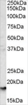 Anti-Glycophorin A antibody produced in goat affinity isolated antibody, buffered aqueous solution