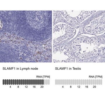 Anti-SLAMF1 Prestige Antibodies&#174; Powered by Atlas Antibodies, affinity isolated antibody