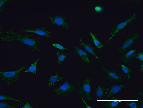 Monoclonal Anti-RHOT1 antibody produced in mouse clone 1A12, purified immunoglobulin, buffered aqueous solution