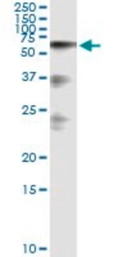 Monoclonal Anti-HABP2 antibody produced in mouse clone 1H4, purified immunoglobulin, buffered aqueous solution