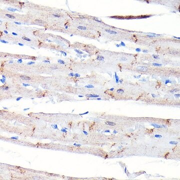 Anti- N-Cadherin antibody produced in rabbit